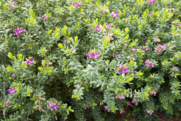 Obraz Polygala myrtifolia