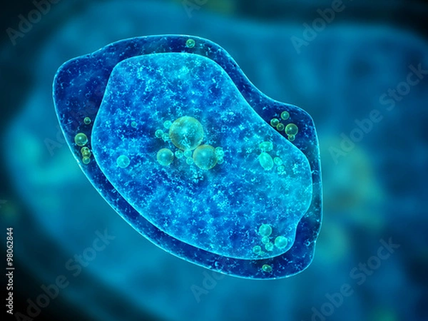 Obraz Ameba na niebieskim tle