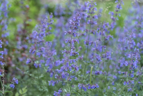 Obraz Flowering plant Nepeta Faassenii (Walker's Low) close-up. Catmint or Faassen's catnip in an outdoor meadow