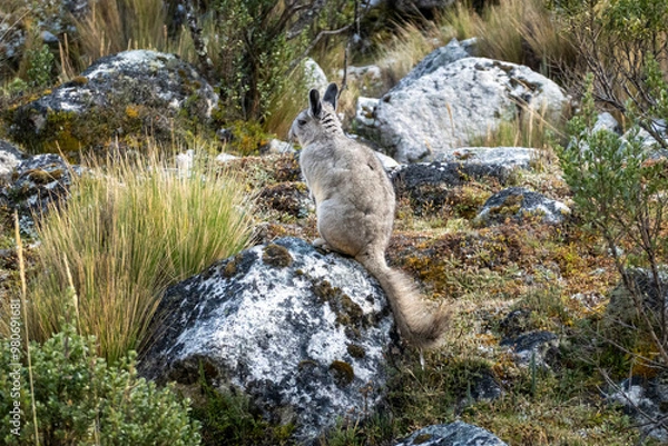 Fototapeta wild peruvian rabbit Viscacha 
