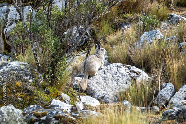 Fototapeta wild peruvian rabbit Viscacha 
