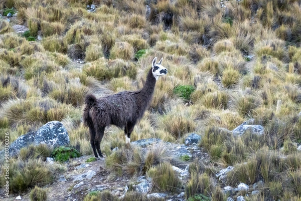 Fototapeta LLama