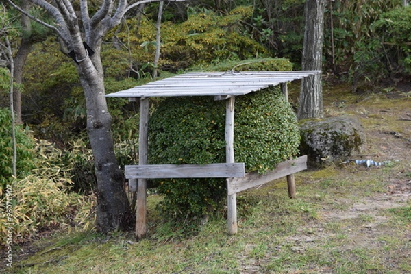 Fototapeta 雪囲い／雪国の山形県で、雪囲い風景を撮影した写真です。本格的な降雪期を前に、雪の重みから植木の枝を守る、冬の風物詩です。