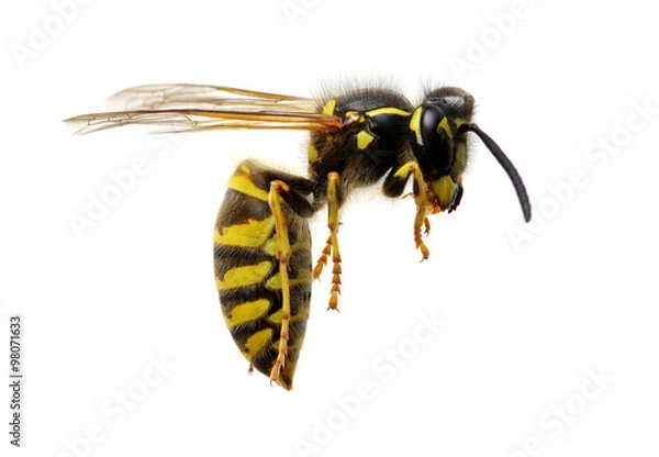 Fototapeta wasp