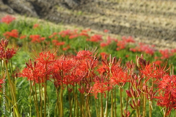 Fototapeta 彼岸花