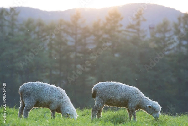 Fototapeta 草原の羊
