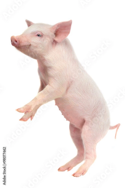Fototapeta pig