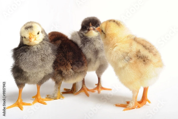 Fototapeta Four chicks in meeteng - white background, close up
