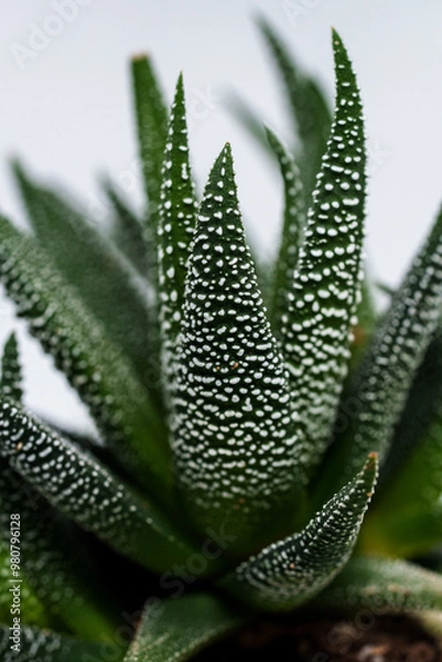 Obraz close up of plant