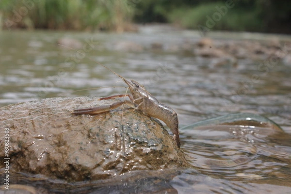 Obraz Shrimp Water Is On The Rock
