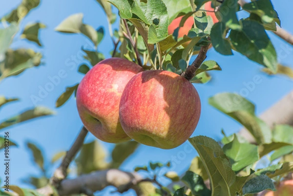 Fototapeta りんご