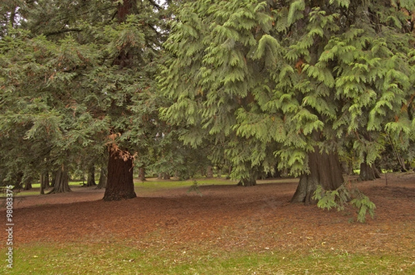 Obraz Orée de forêt