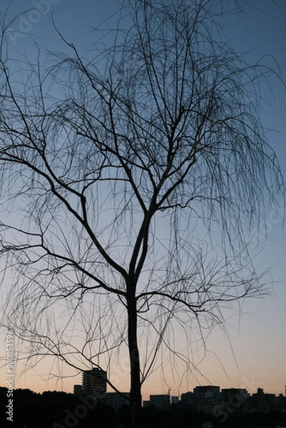 Obraz silhouette of tree
