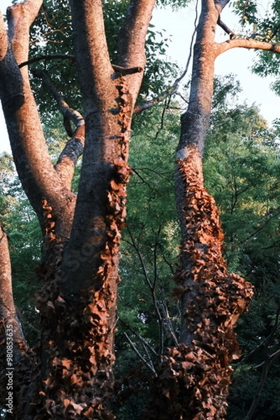 Obraz person in the woods