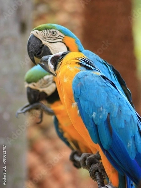 Fototapeta macro parrot in tropical garden