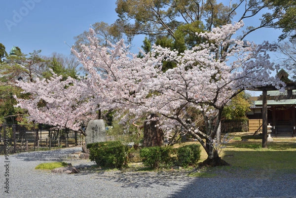 Obraz 嵯峨釈迦堂の桜