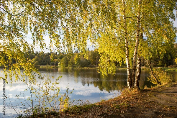 Fototapeta Yellow birch