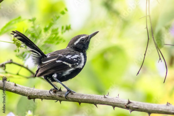 Obraz Formigueiro-de-barriga-preta