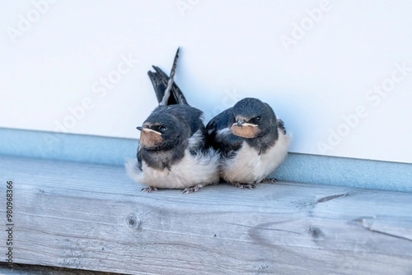 Fototapeta Two Barn Swallow Fledglings