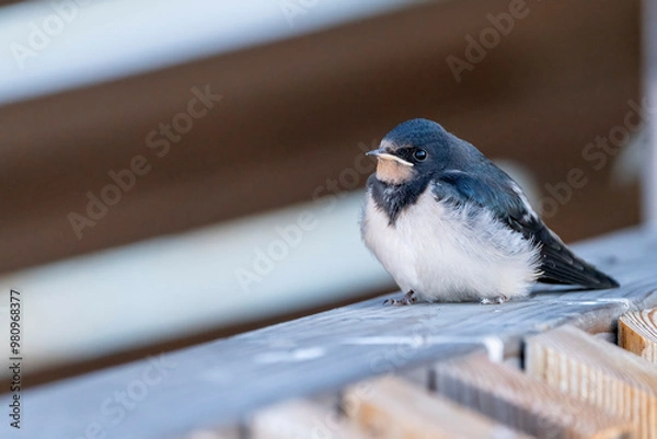 Fototapeta Barn Swallow Fledglings on a railing