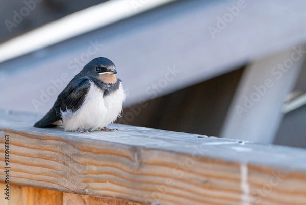 Fototapeta Barn Swallow Fledglings on a railing