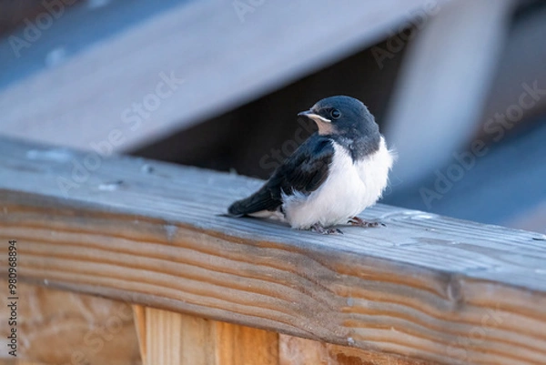 Fototapeta Barn Swallow Fledglings on a railing