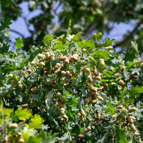 Obraz Acorns on oak branch with green leaves