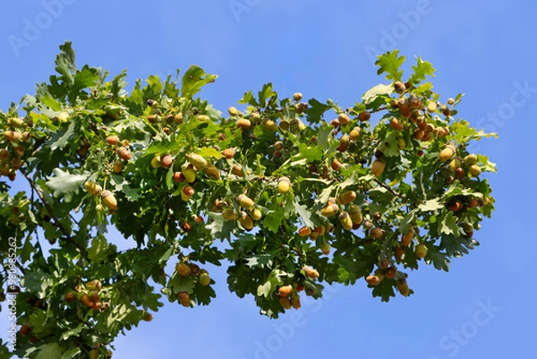 Obraz Acorns on oak branch with green leaves