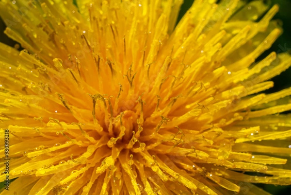 Fototapeta Dandelion yellow flowers close up detail with rain drops