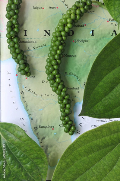 Obraz fresh indian green pepper