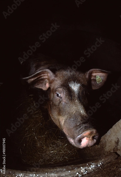 Obraz Curious Piglet in Barn Setting
