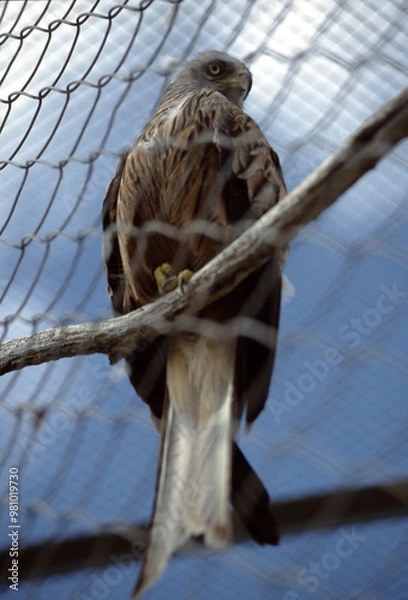 Obraz Majestic Hawk Perched in a Sanctuary Enclosure