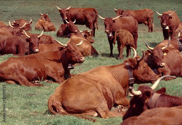 Obraz Tranquil Brown Cattle Grazing in Pasture