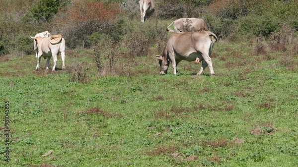 Obraz Vacas pastando en un prado verde