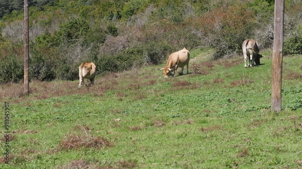 Obraz Vacas pastando en un prado verde