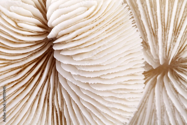 Fototapeta background of seashells of Fungia  , close up