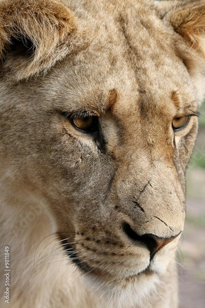 Fototapeta Close up of a beautiful lioness with scars on her nose