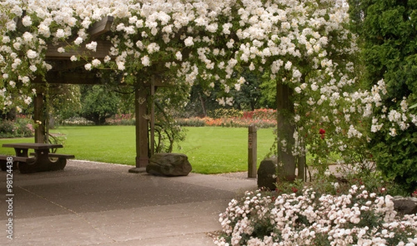 Fototapeta White Rose Arbor