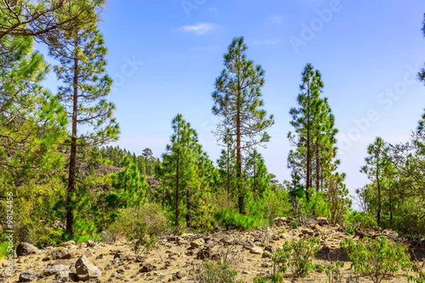 Obraz Fir Trees on Mountain Landscape