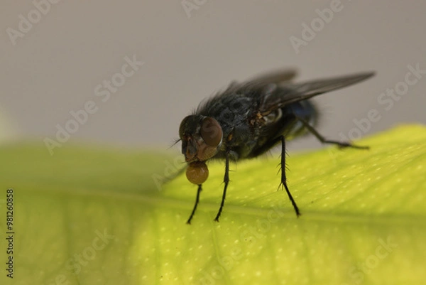 Fototapeta Close-up macro of a large fly Calliphora vomitoria (Calliphoridae) perched on a green leaf