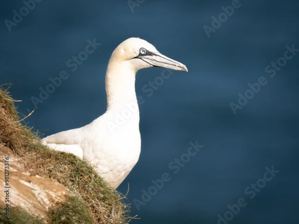 Obraz Northern Gannet Perched on a Cliff Face