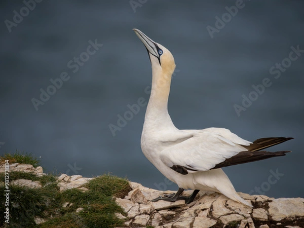Obraz Northern Gannet Perched on a Rock