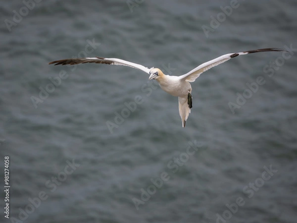Obraz Northen Gannet in Flight over the sea