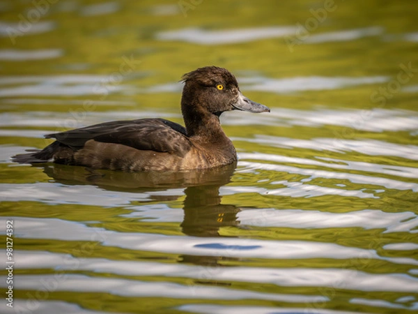 Obraz Female Tufted Duck on a Lake