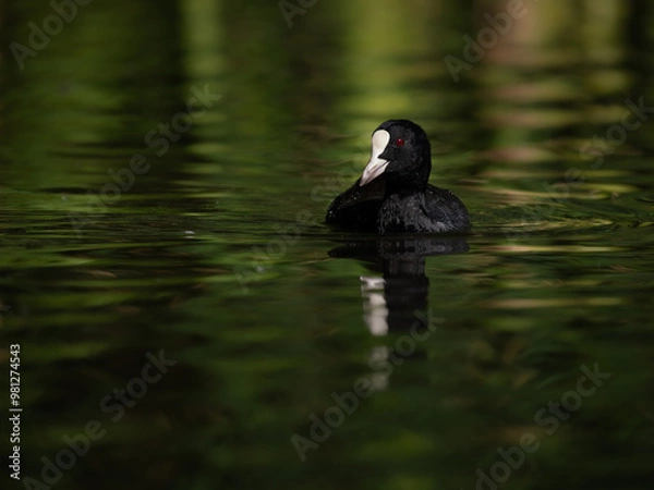 Obraz Coot Waterfowl Bird on a Lake