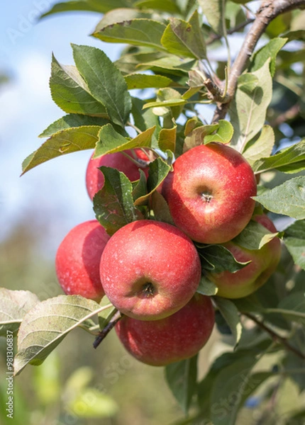 Obraz Reife Äpfel im alten Land 