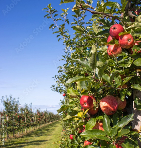 Obraz Reife Äpfel im Alten Land