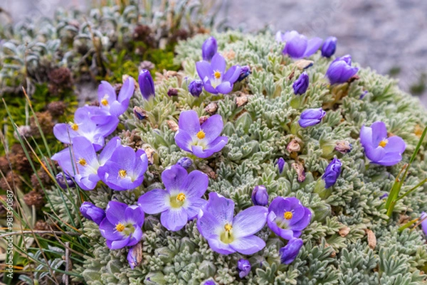 Obraz Andean flora of the paramos