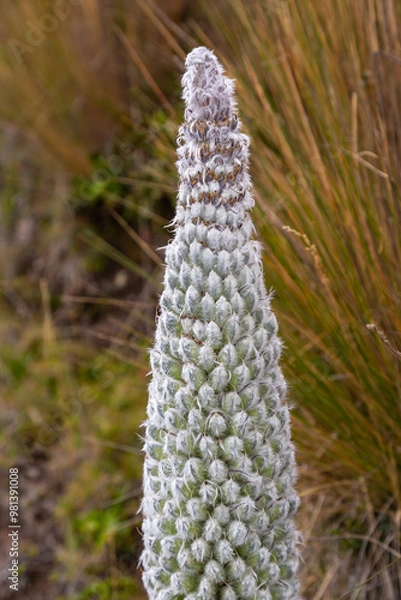 Obraz Andean flora of the paramos