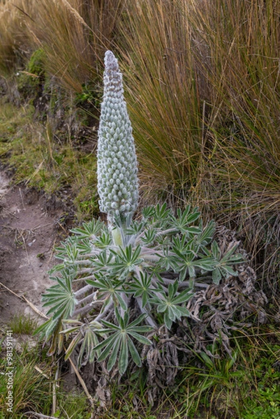 Obraz Andean flora of the paramos